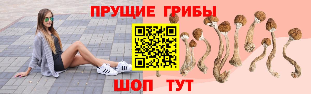 Галлюциногенные грибы GOLDEN TEACHER  наркота  Светлоград  Вход с VPN 